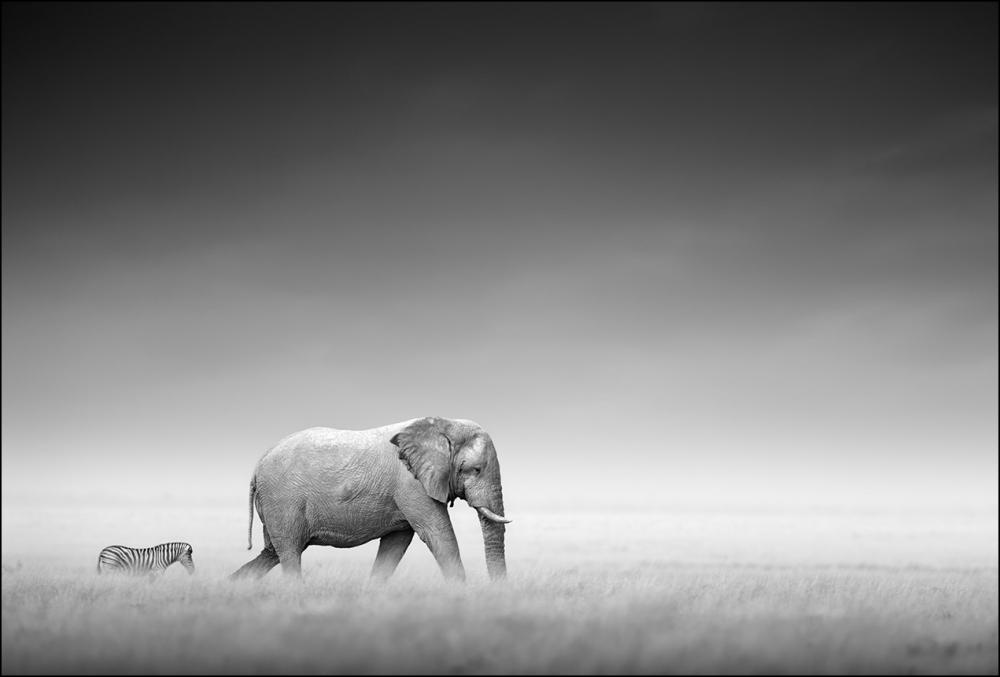 Elefanter p savannen - 50x70 cm