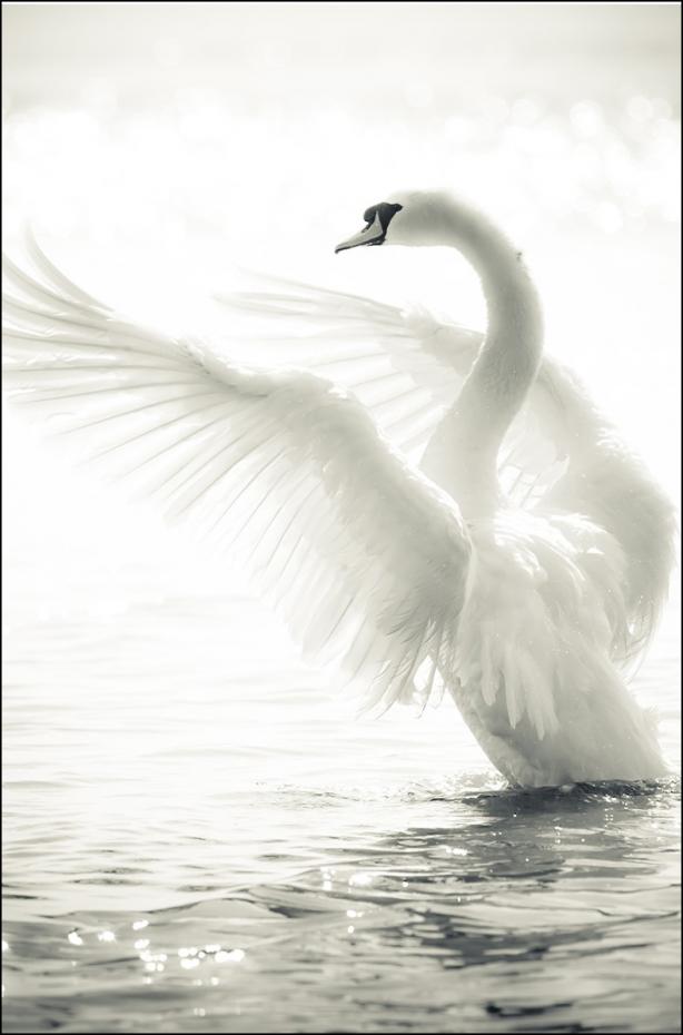 Swan Plakat