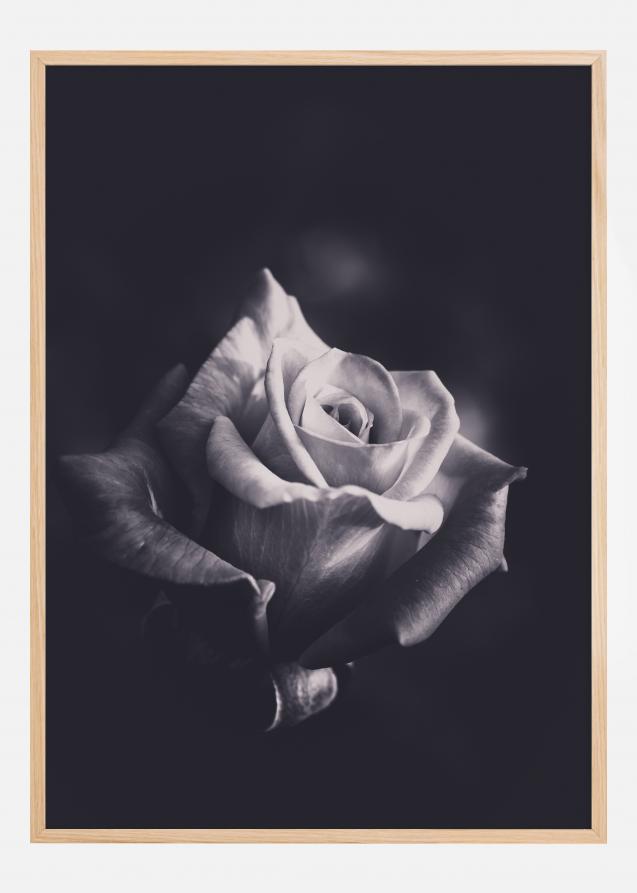 Grey rose Plakat