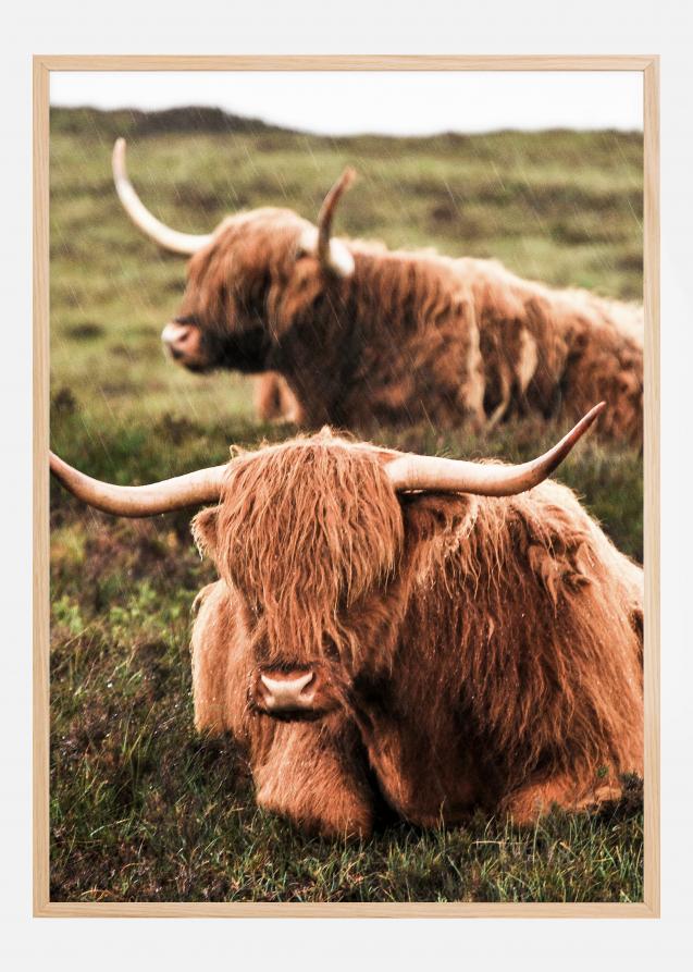 Highland Cattle Plakat