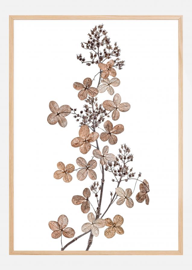 Hydrangea Paniculata Plakat
