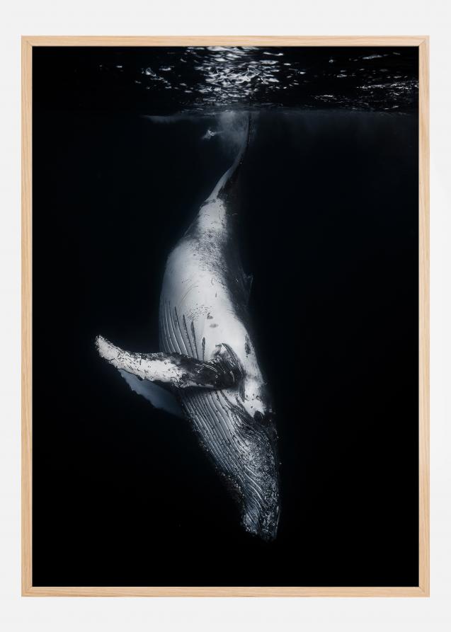 Black Whale Plakat