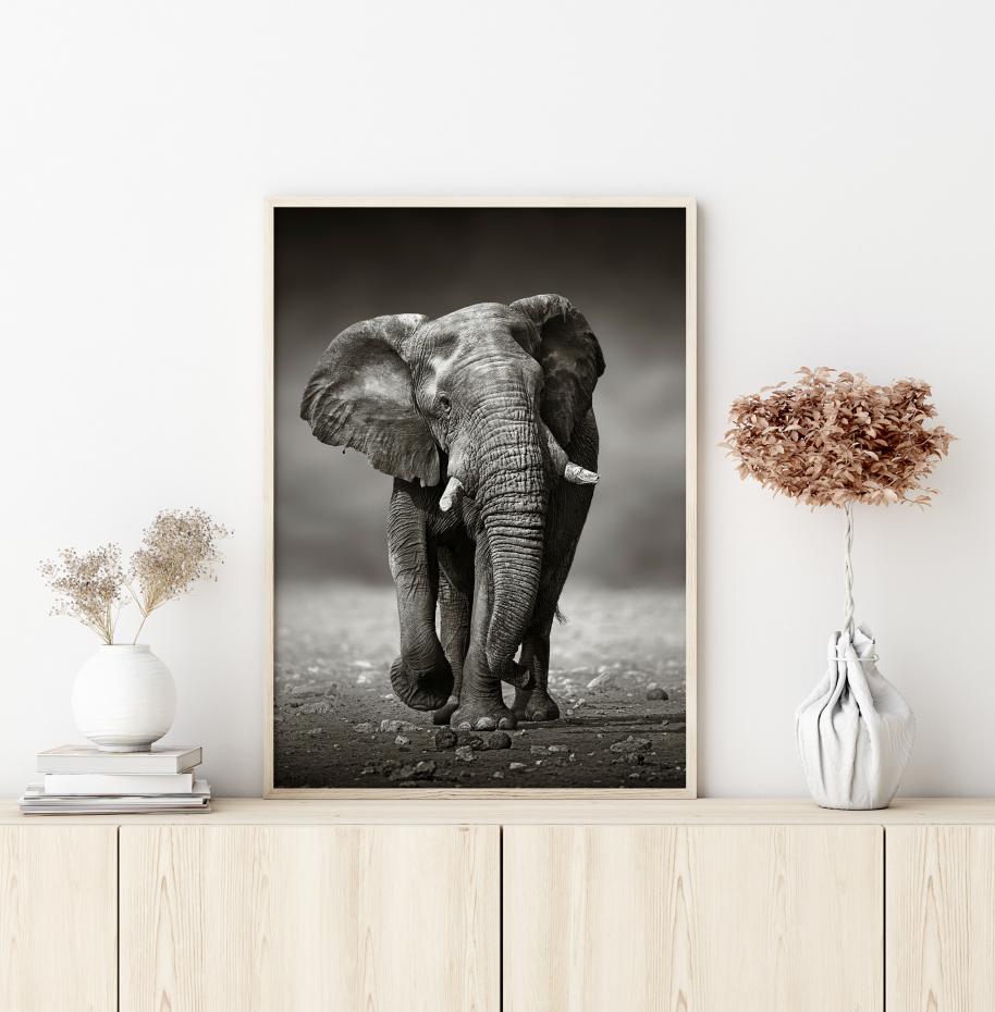Walking Elephant Plakat
