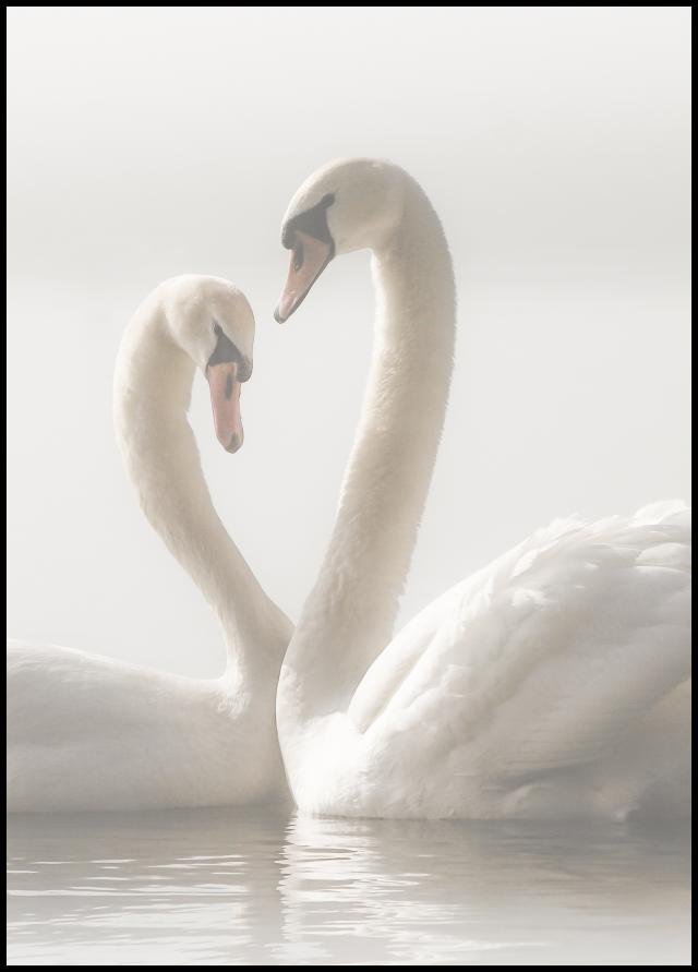 Swan Forever Plakat