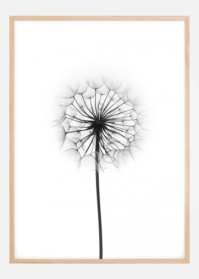 Dandelion Plakat