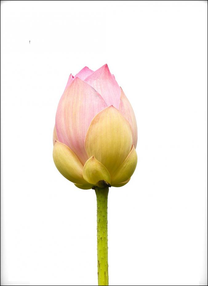 Lotusflower I - 50x70 cm Plakat