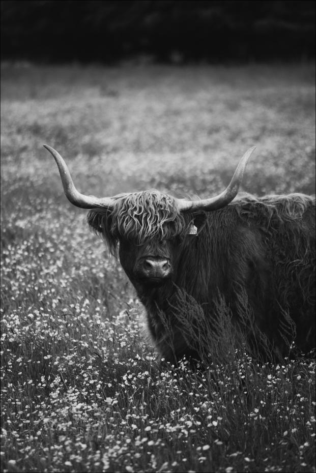 Highland Cattle Plakat