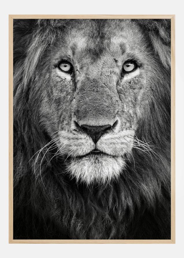 Royal Lion portrait Plakat