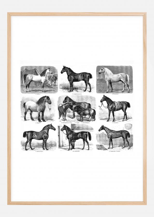 Hestevæddeløb Plakat