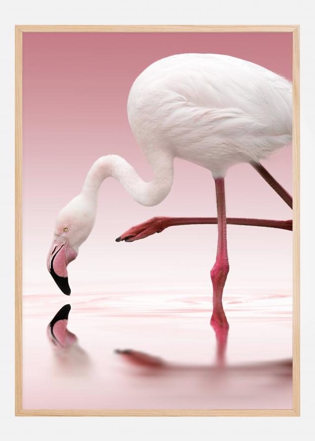Flamingo Plakat