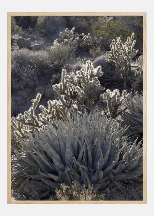 Cactus In Desert Plakat