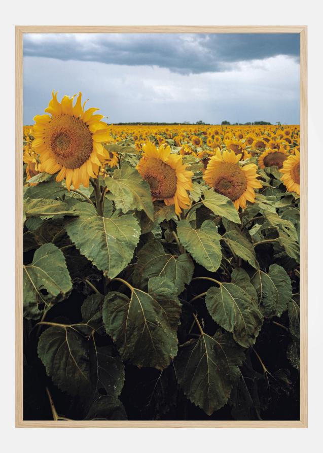 Sunflowers Plakat