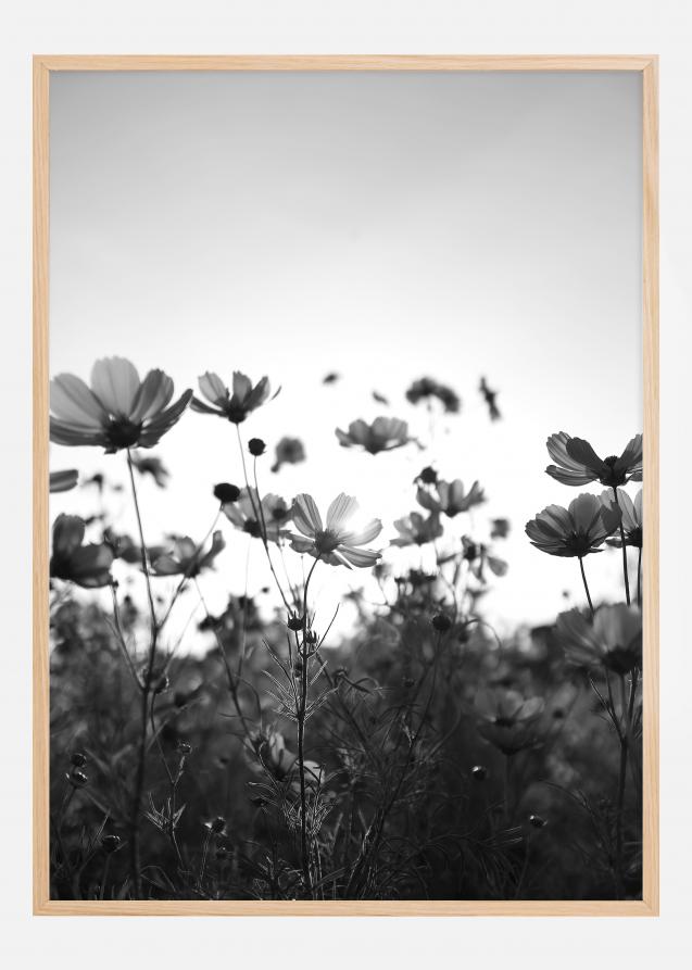 Black and white field with flowers Plakat