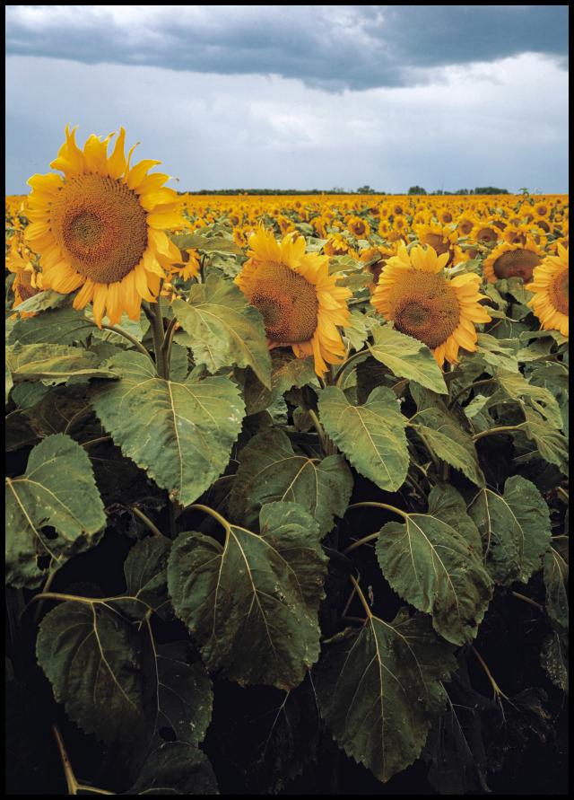 Sunflowers Plakat