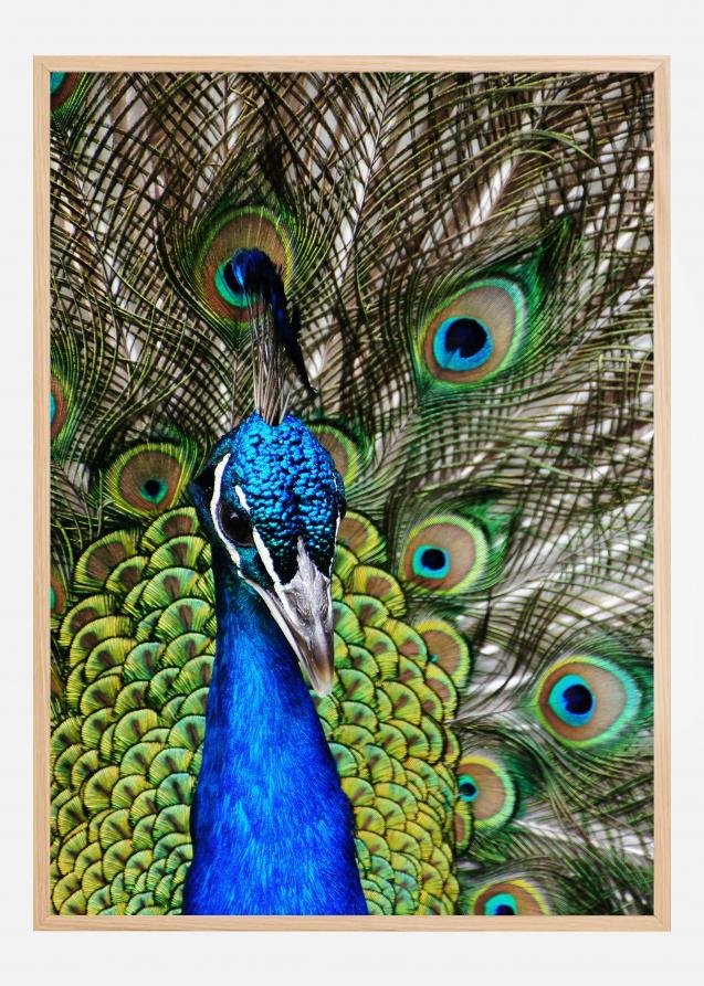 Peacock I Plakat