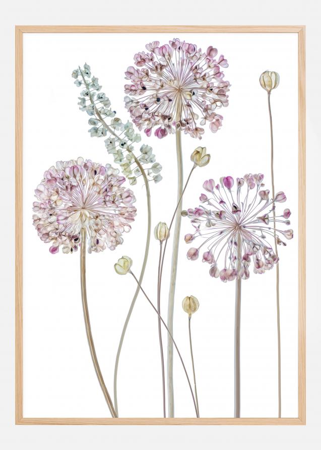 Allium Plakat