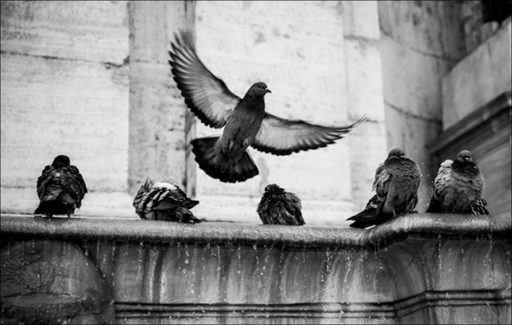 Fountain Birds - 42x59,4 cm (A2)