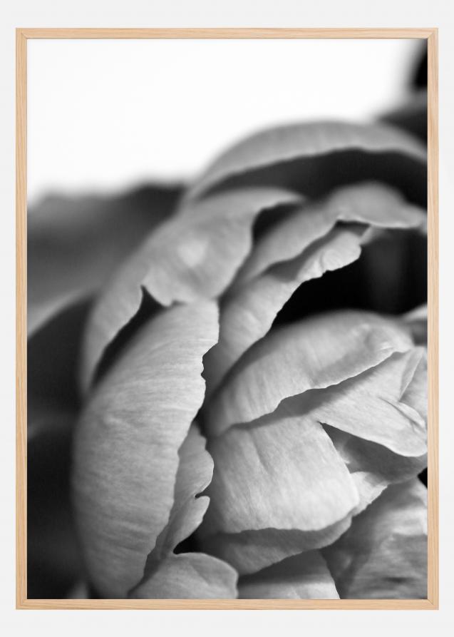 Peony B&W Plakat