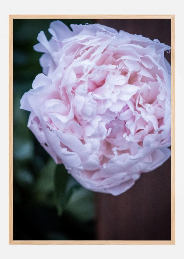 Peony I Plakat