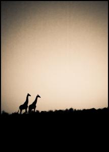 Giraffes Plakat