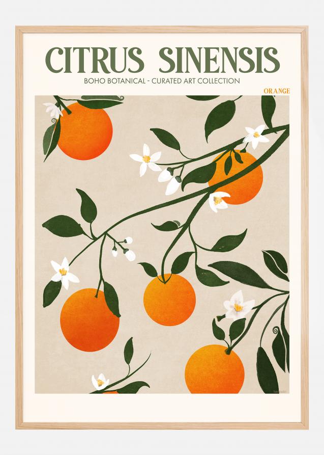 Boho Citrus Sinensis Plakat