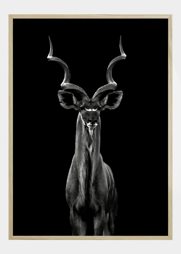 Greater Kudu Plakat