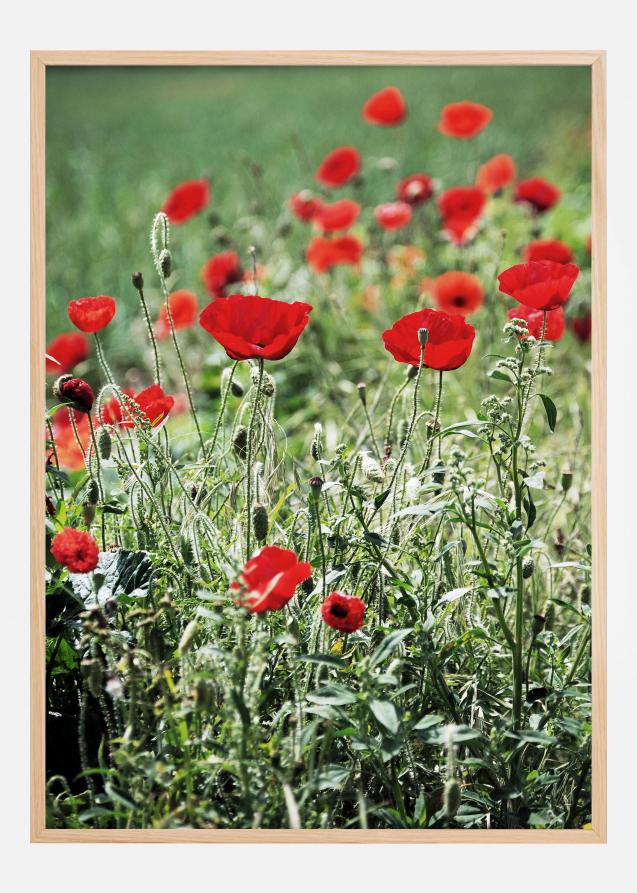 Poppy Fields Plakat