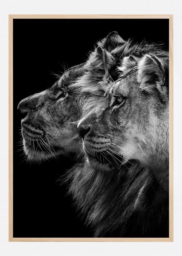 Lion and lioness portrait Plakat