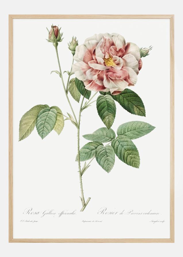 Rose Plakat