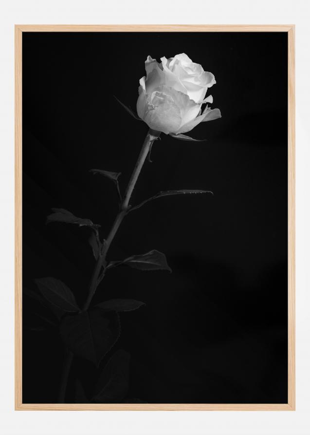 White rose Plakat