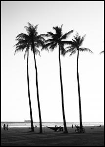 Black And White Palm Trees Plakat