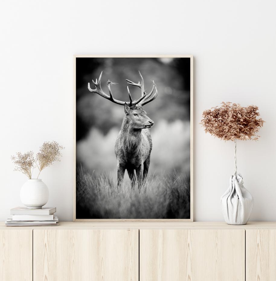 Deer With Horns Plakat