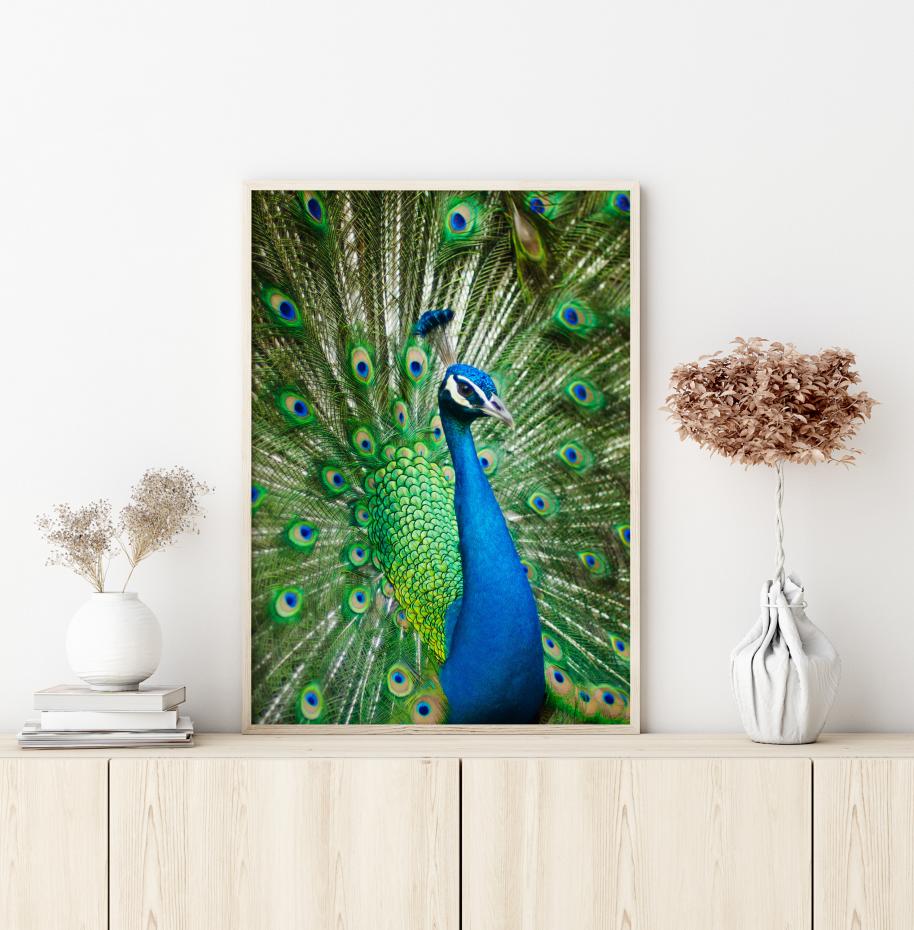 Peacock Plakat