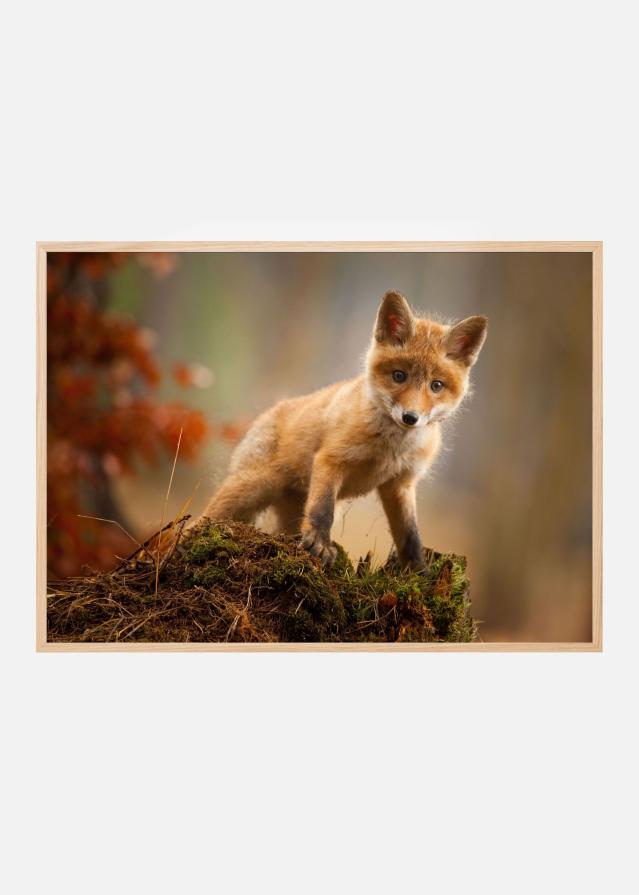 Fox Plakat