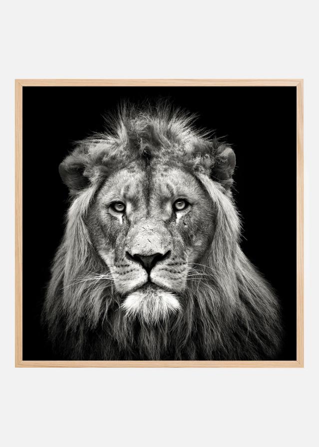 Young Male Lion Plakat