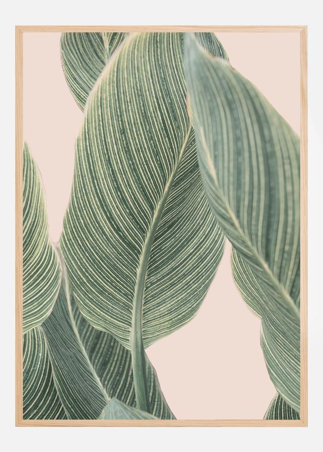 Calla Leaf Plakat