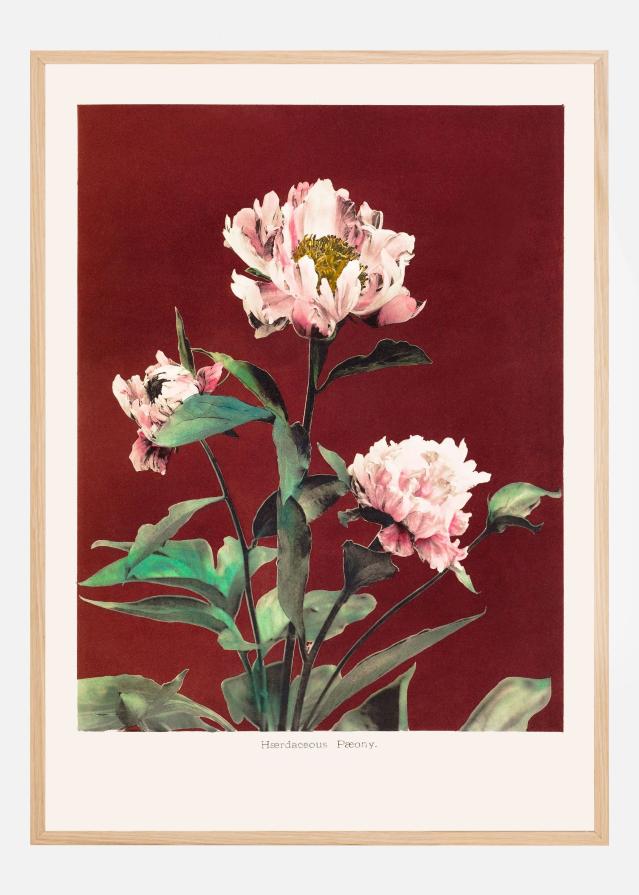 HAbrdaceous Peony no2 Plakat