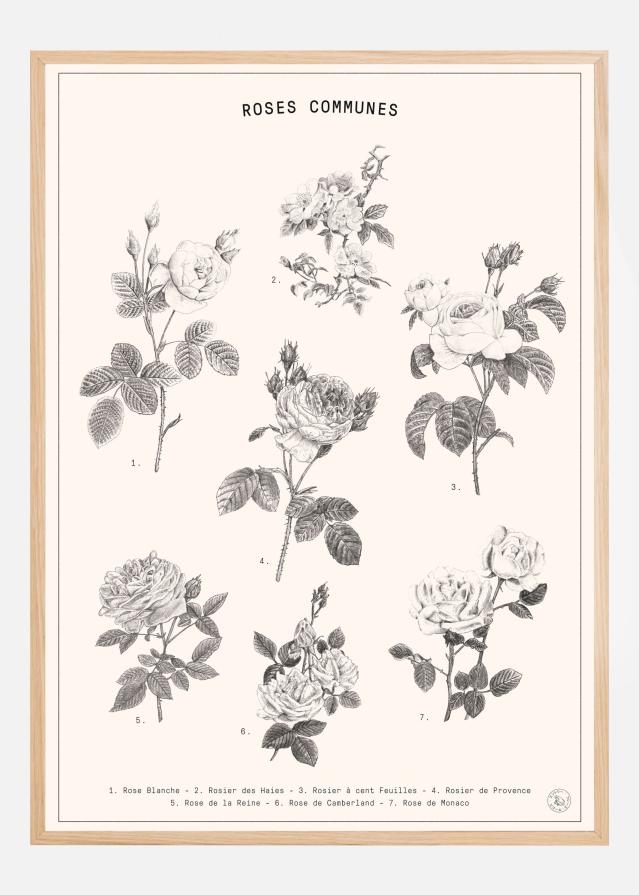 Roses Plakat