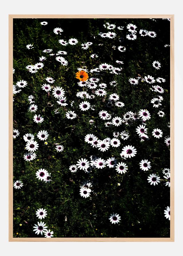 Namaqua Plakat