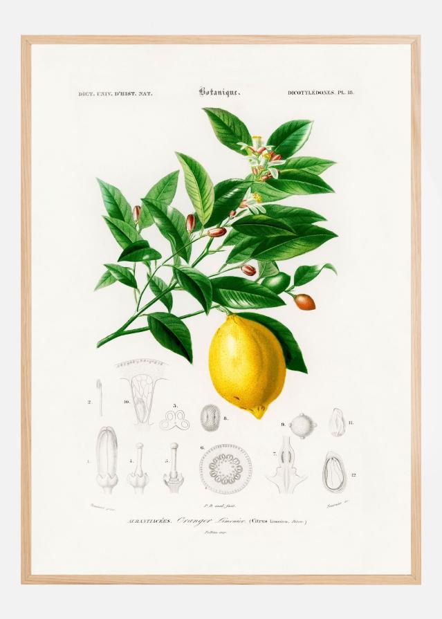 Lemon (citrus Limonium) Plakat