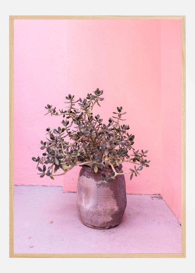 Spanish Rustic Succulent Plakat