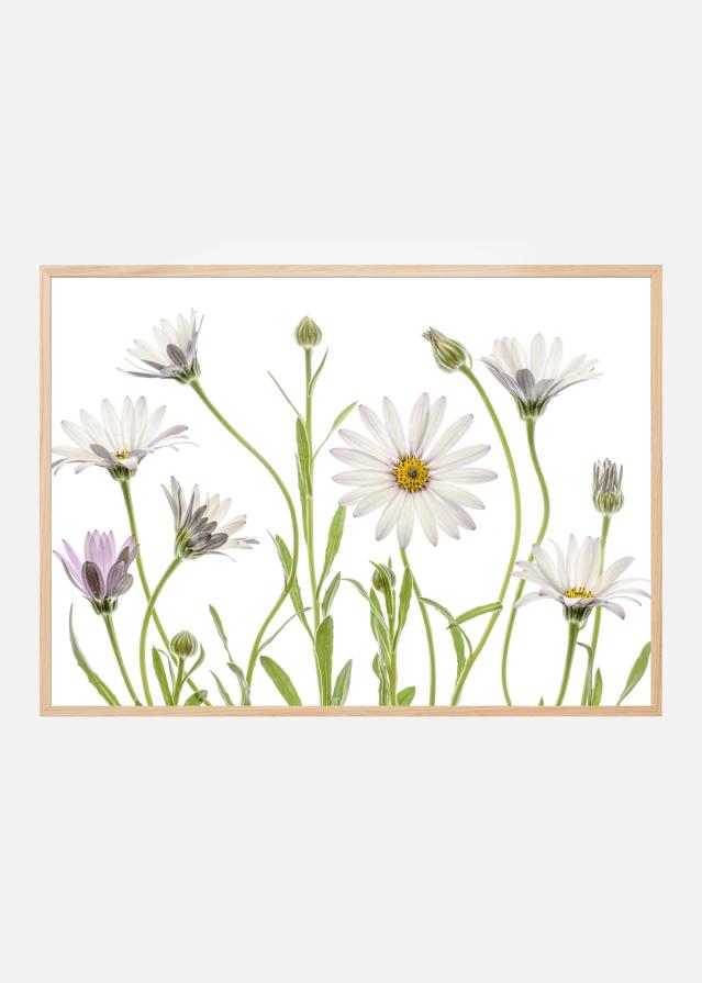 Cape Daisies Plakat