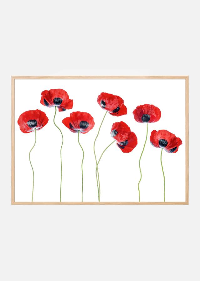 Ladybird Poppies Plakat