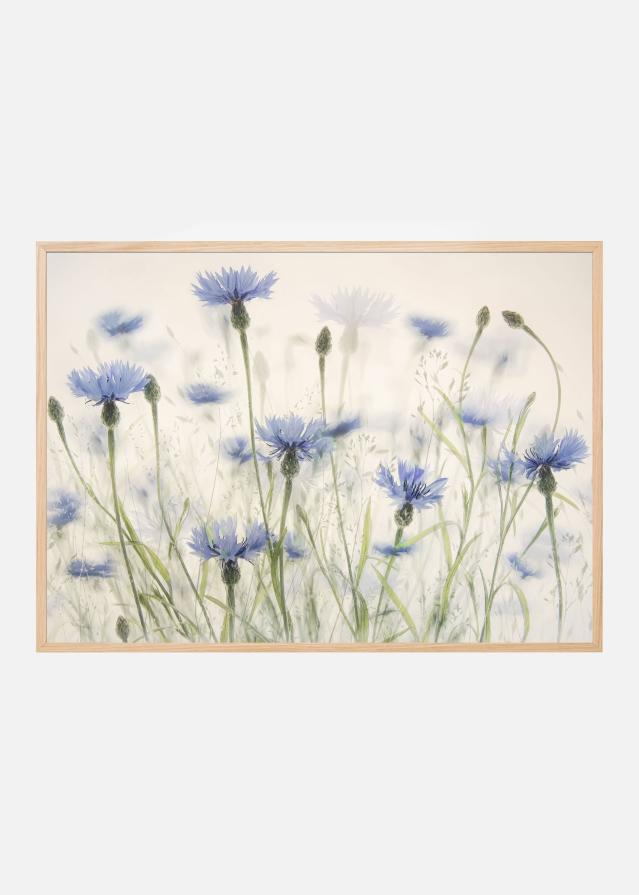 Cornflowers Plakat