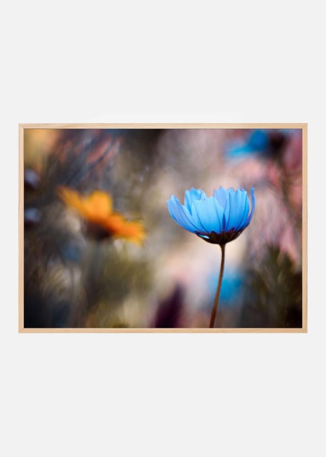 Do you wanna dance with me Plakat