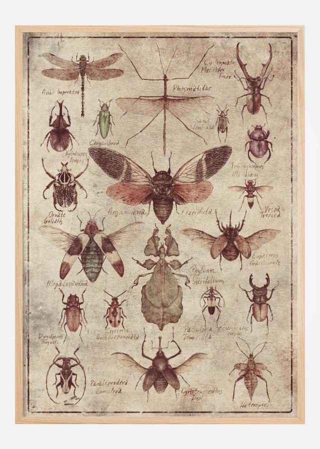 Vintage-style Insects Plakat