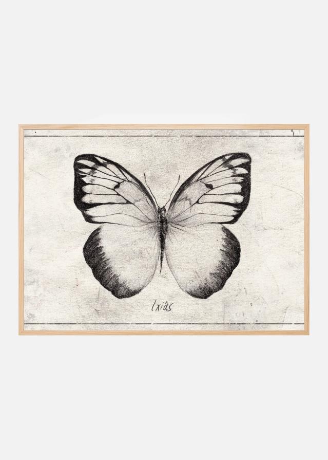 Sketch Of A Butterfly Plakat