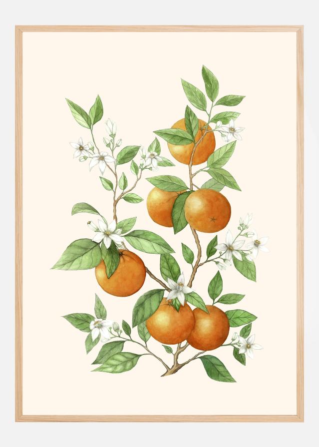 Laranja - Orange Fruit Plakat