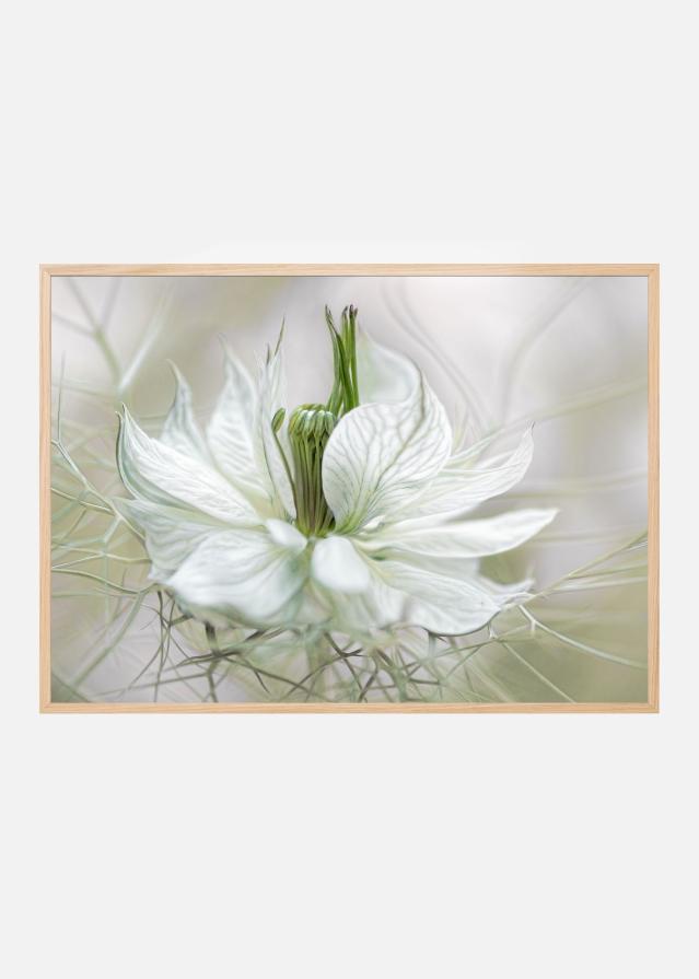 Nigella Plakat
