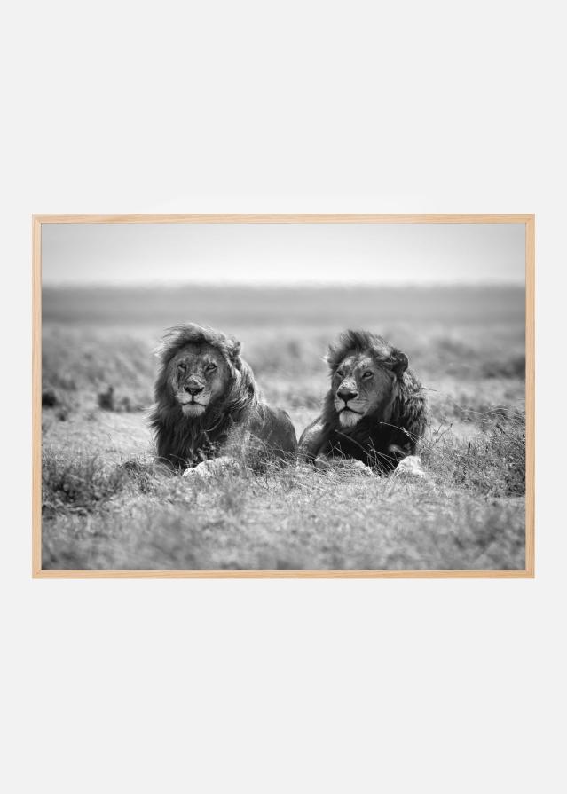 Two kings Plakat